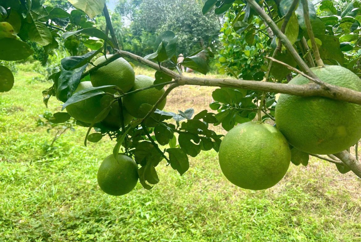 Bán đất vườn trái cây Long Khánh – Đồng Nai, có thổ cư