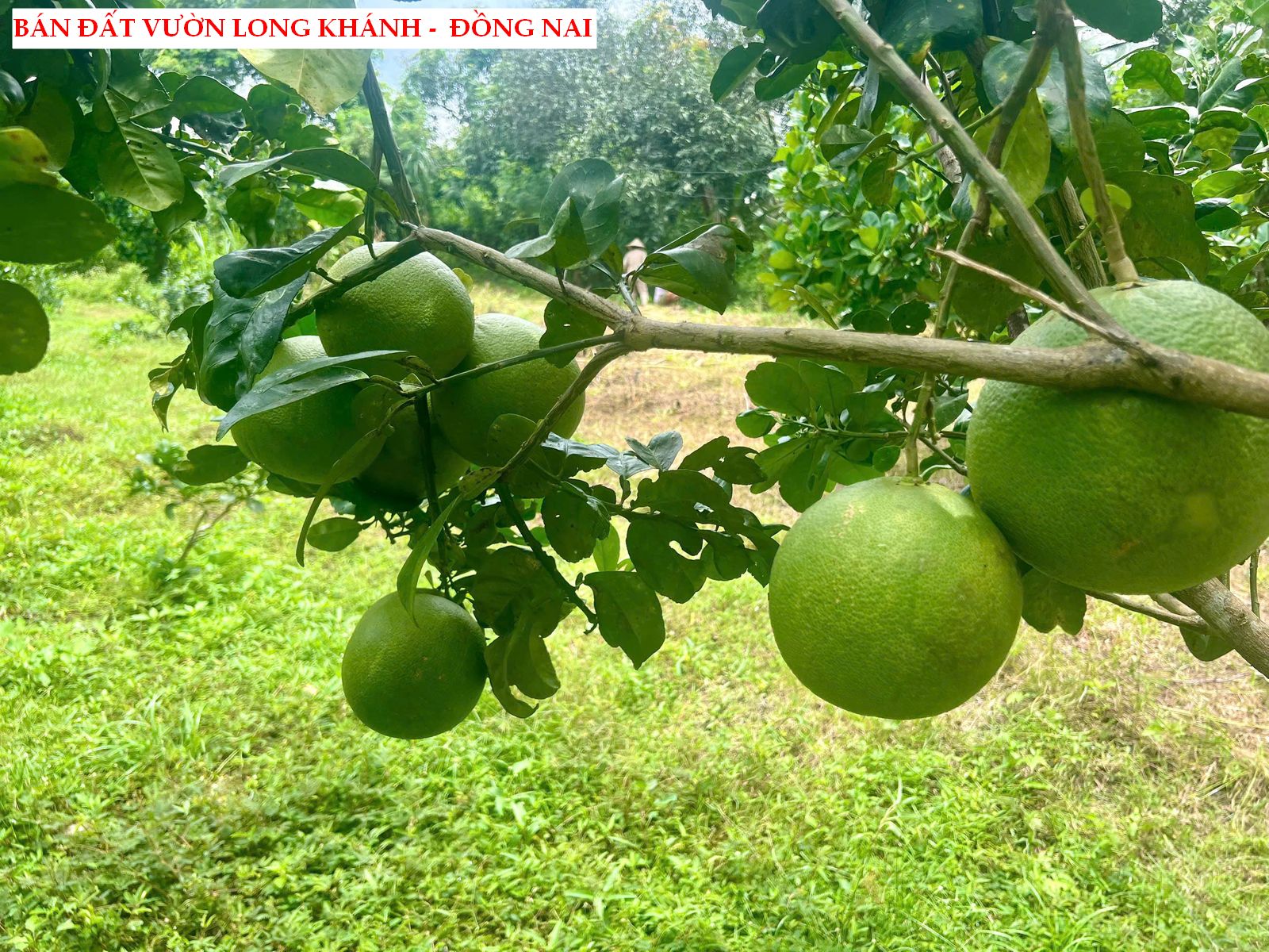 Bán đất vườn trái cây Long Khánh – Đồng Nai, có thổ cư