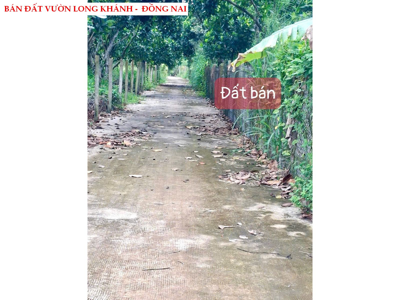 Bán đất vườn trái cây Long Khánh – Đồng Nai, có thổ cư