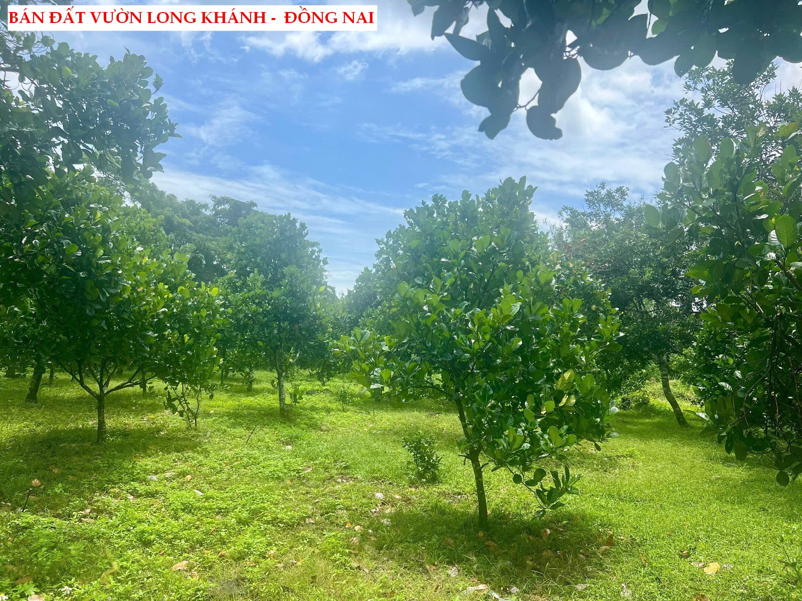 Bán đất vườn trái cây Long Khánh – Đồng Nai, có thổ cư