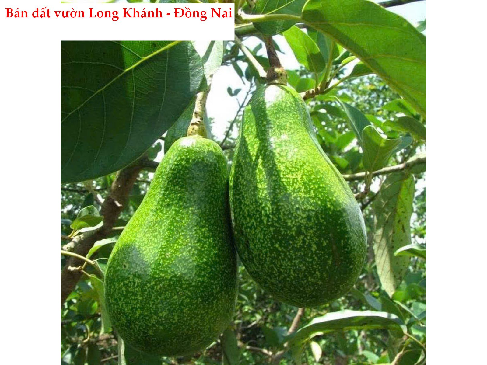 Bán đất vườn 1000m2 Bảo Vinh Long Khánh Đồng Nai – view đẹp, đã rào B40, giá 1.1 tỷ
