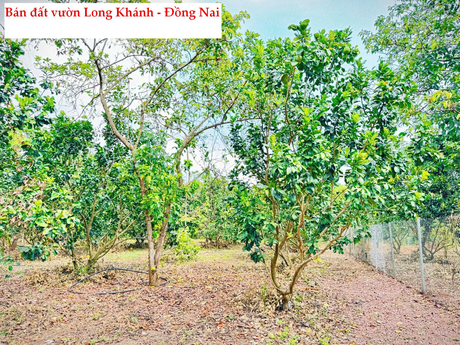 Bán đất vườn 1000m2 Bảo Vinh Long Khánh Đồng Nai – view đẹp, đã rào B40, giá 1.1 tỷ