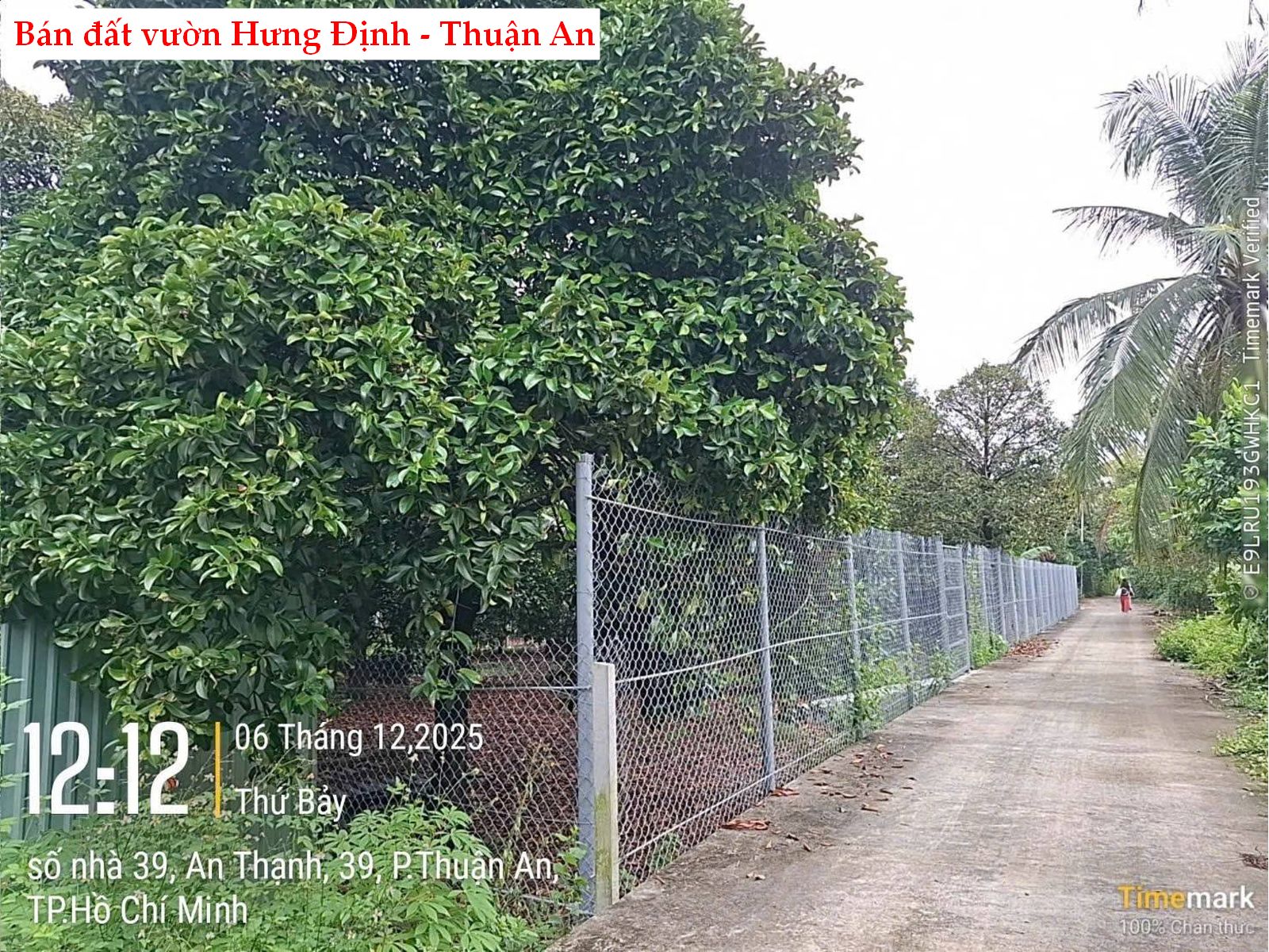Bán đất vườn măng cụt Hưng Định 12 Thuận An – Diện tích lớn 1.556m², có 460m² thổ cư, giá 17 tỷ